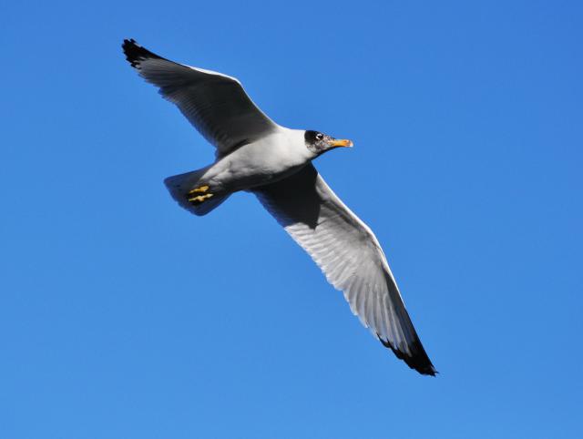 pallas gull adult flying